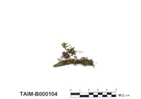 藏品(大麻羽苔)的圖片